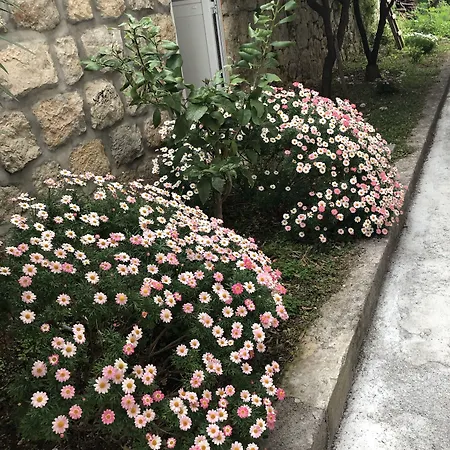 公寓 加州公寓 *